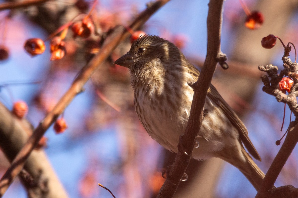 Purple Finch (Western) - ML624244983