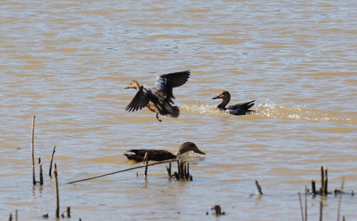 Blue-winged Teal - ML624245020