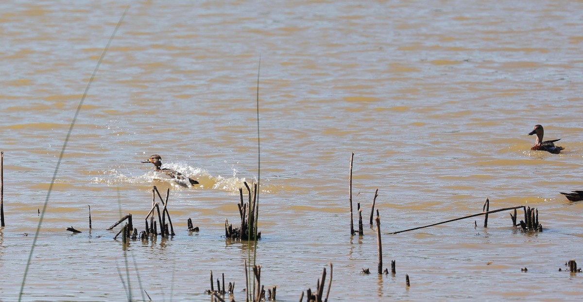 Blue-winged Teal - ML624245021