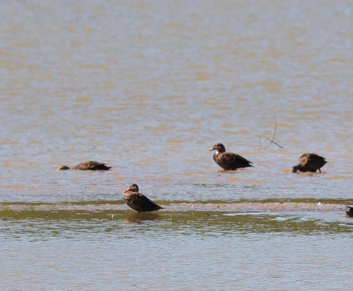 Mottled Duck - ML624245039