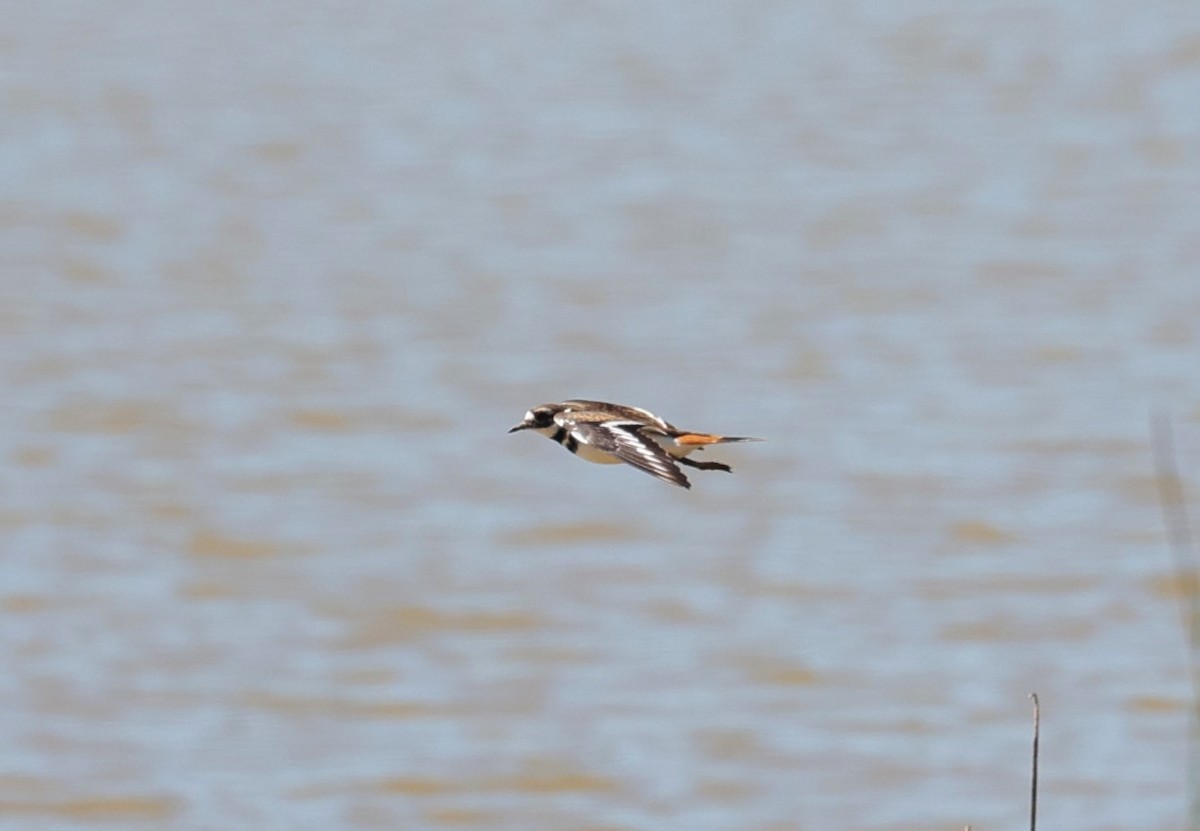 Killdeer - ML624245047