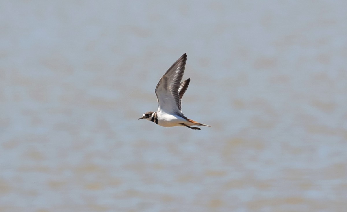 Killdeer - ML624245048