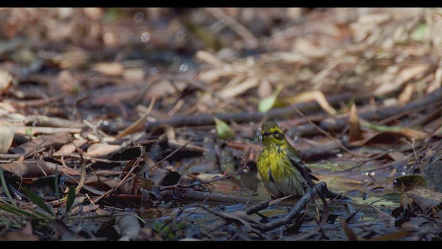 Townsend's Warbler - ML624245061