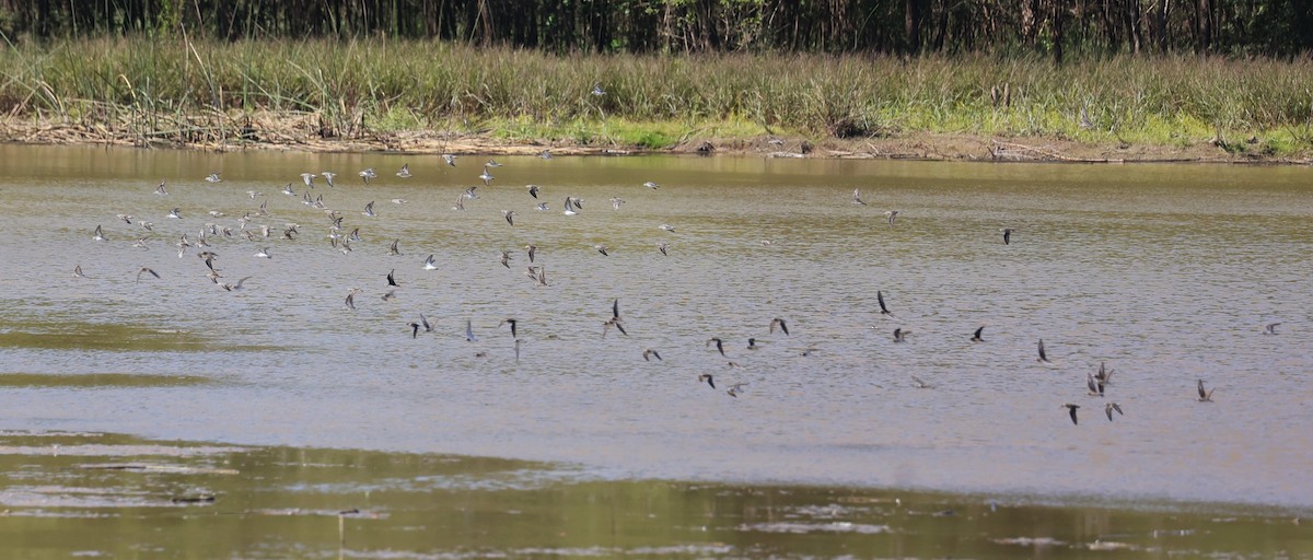 Western/Semipalmated Sandpiper - ML624245069