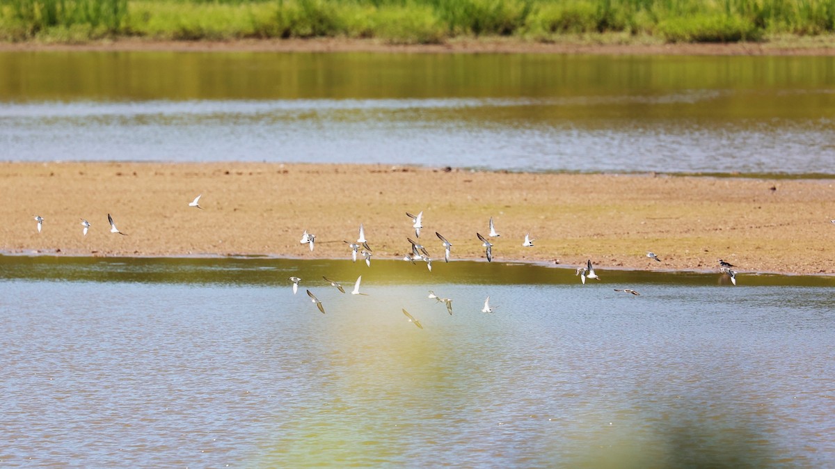 Western/Semipalmated Sandpiper - ML624245074