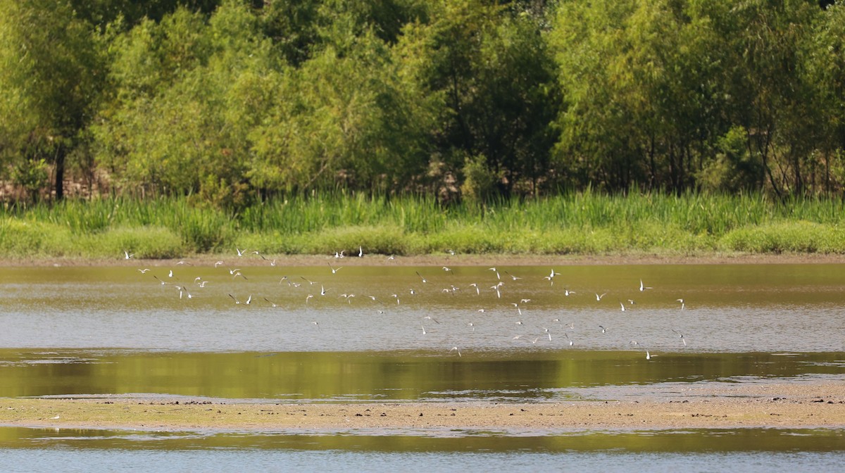 Western/Semipalmated Sandpiper - ML624245075