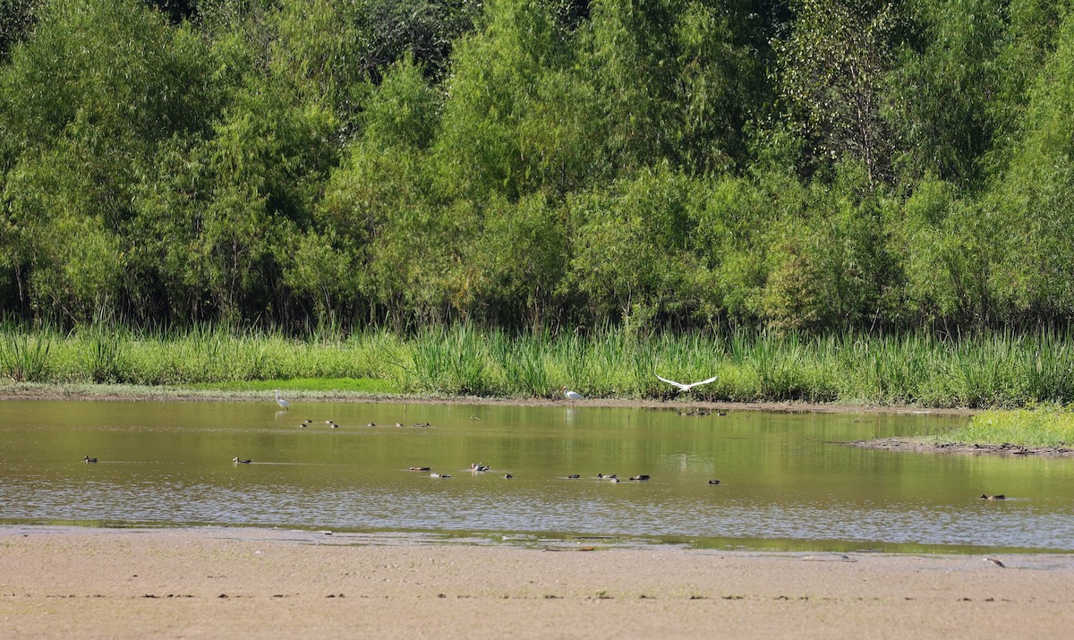 Western/Semipalmated Sandpiper - ML624245076