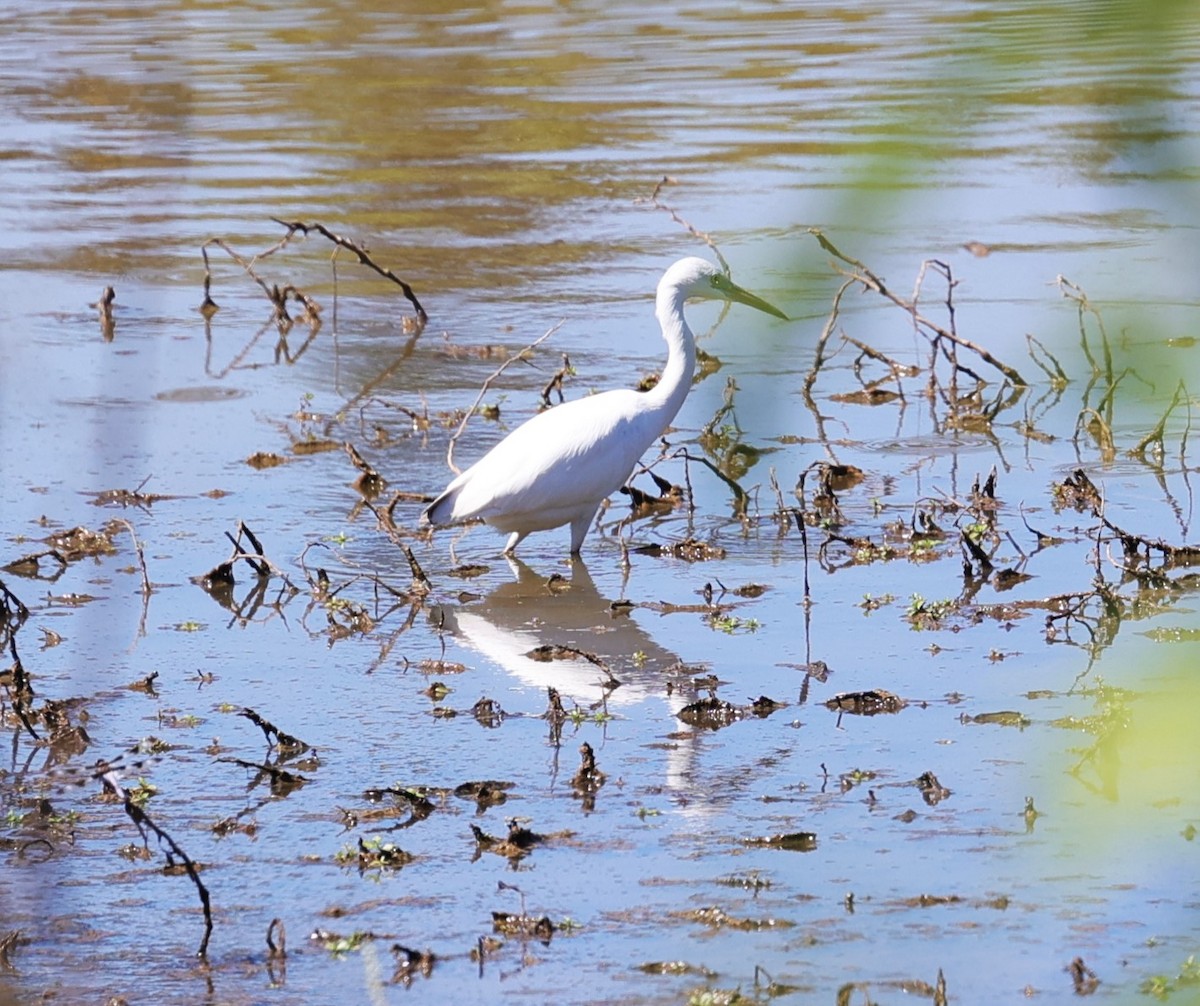 Little Blue Heron - ML624245093