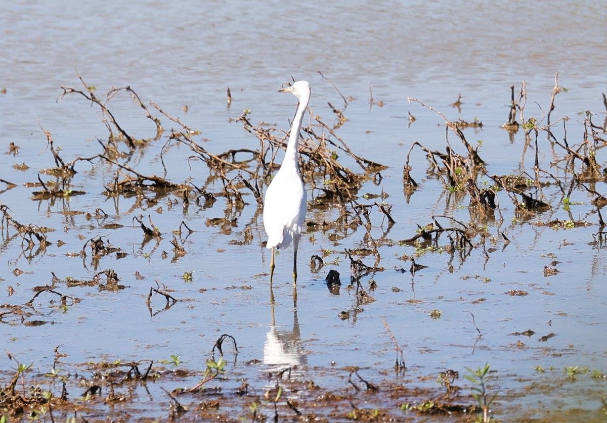 Little Blue Heron - ML624245094