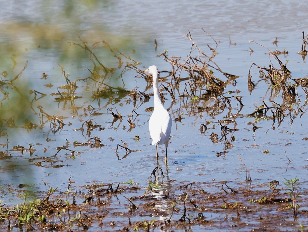 Little Blue Heron - ML624245095