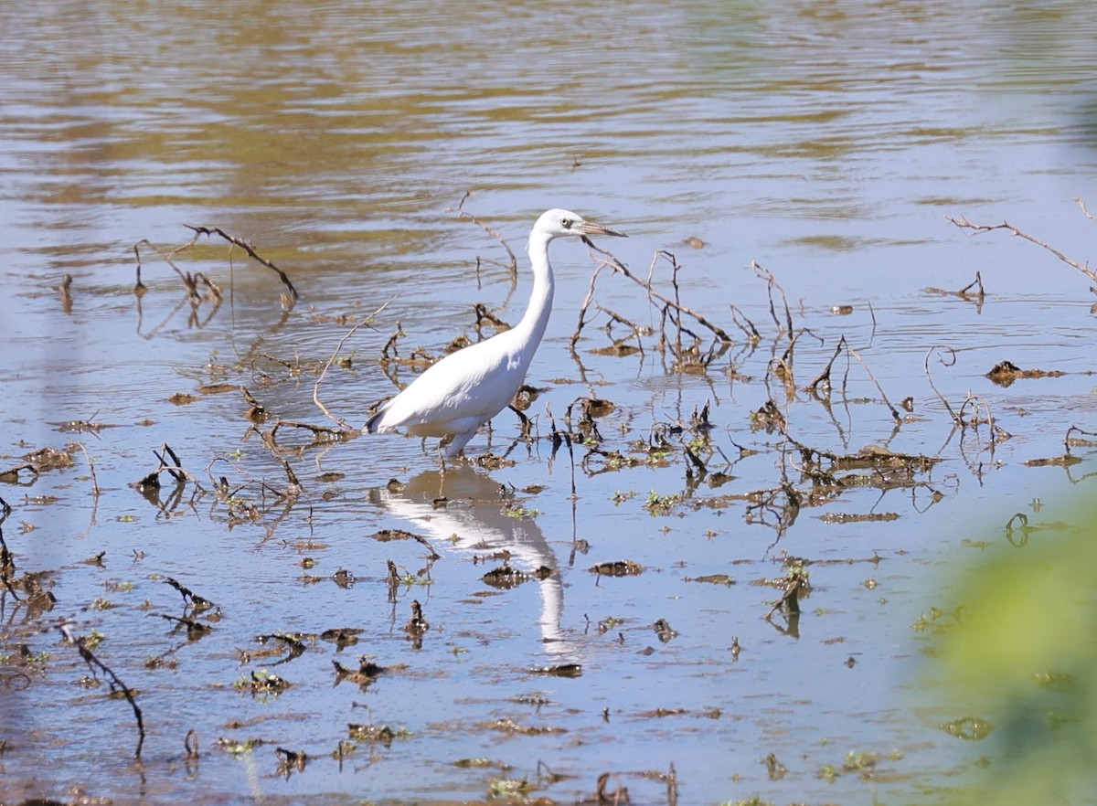 Little Blue Heron - ML624245096