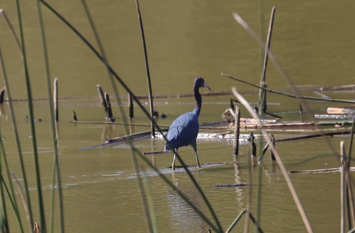 Little Blue Heron - ML624245101