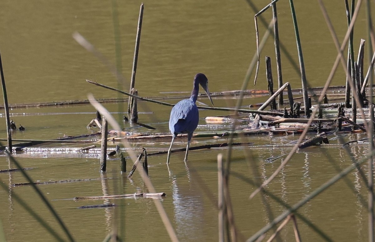 Little Blue Heron - ML624245102