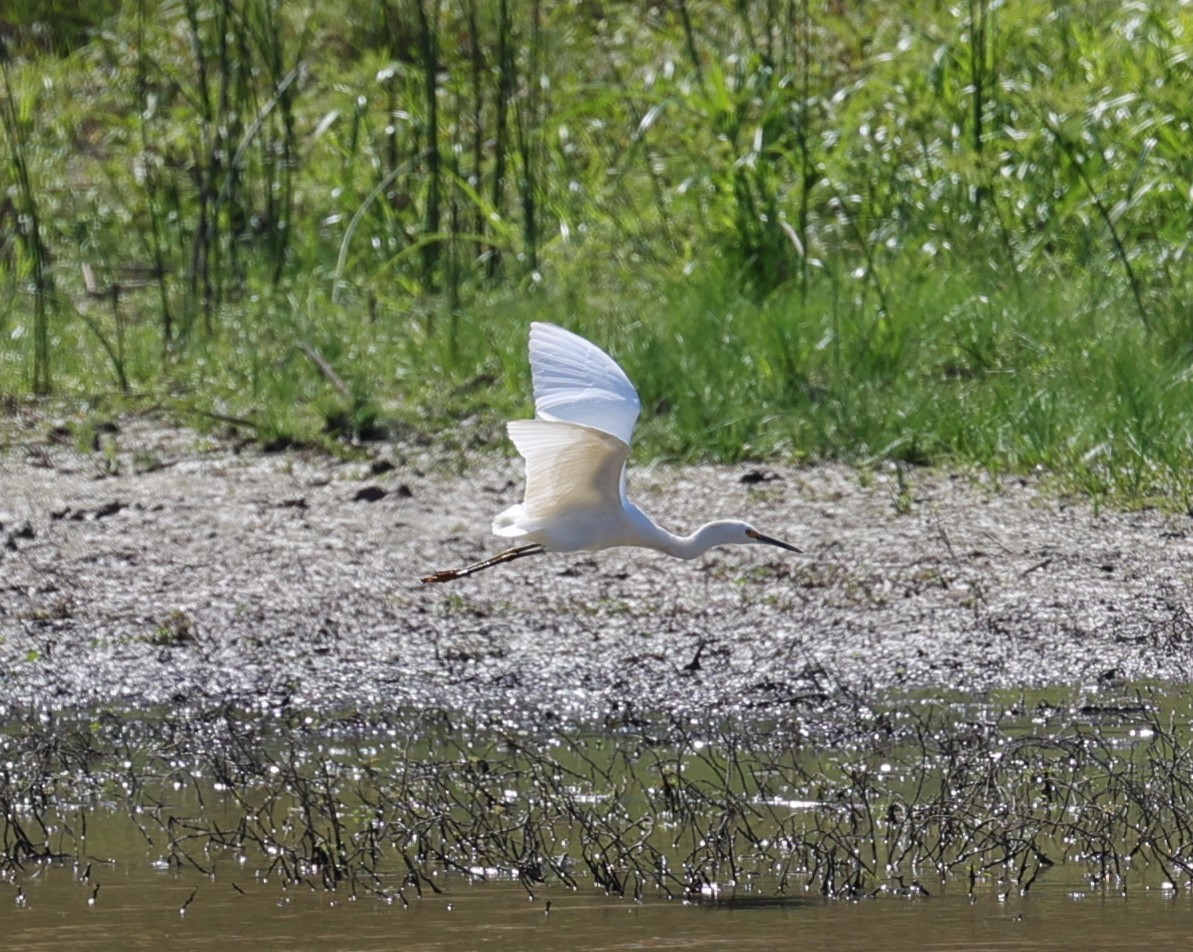 Snowy Egret - ML624245108