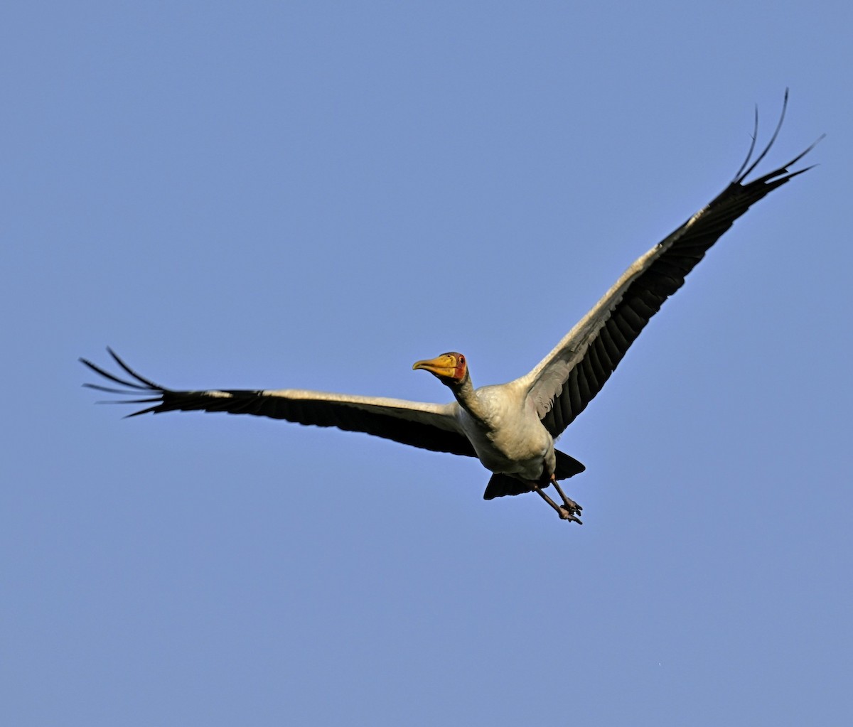 Yellow-billed Stork - ML624245128