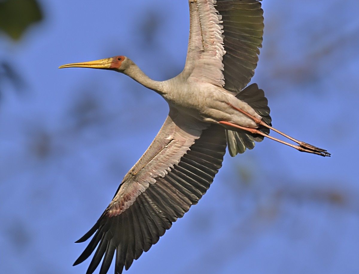 Yellow-billed Stork - ML624245129