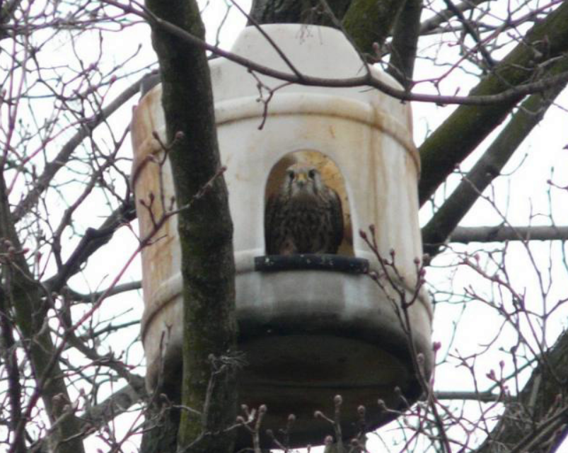 Eurasian Kestrel - ML624245131