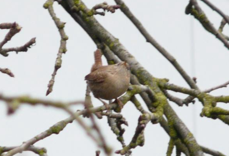 Eurasian Wren - ML624245137