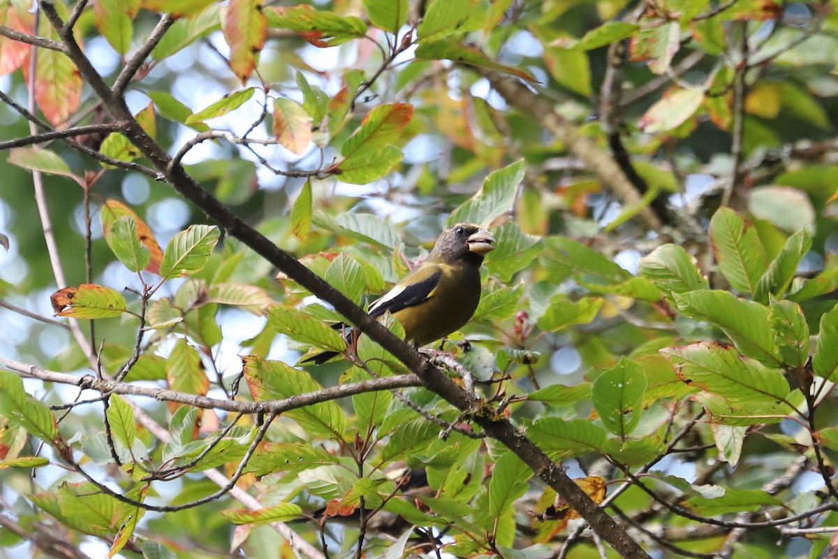 Evening Grosbeak - ML624245144