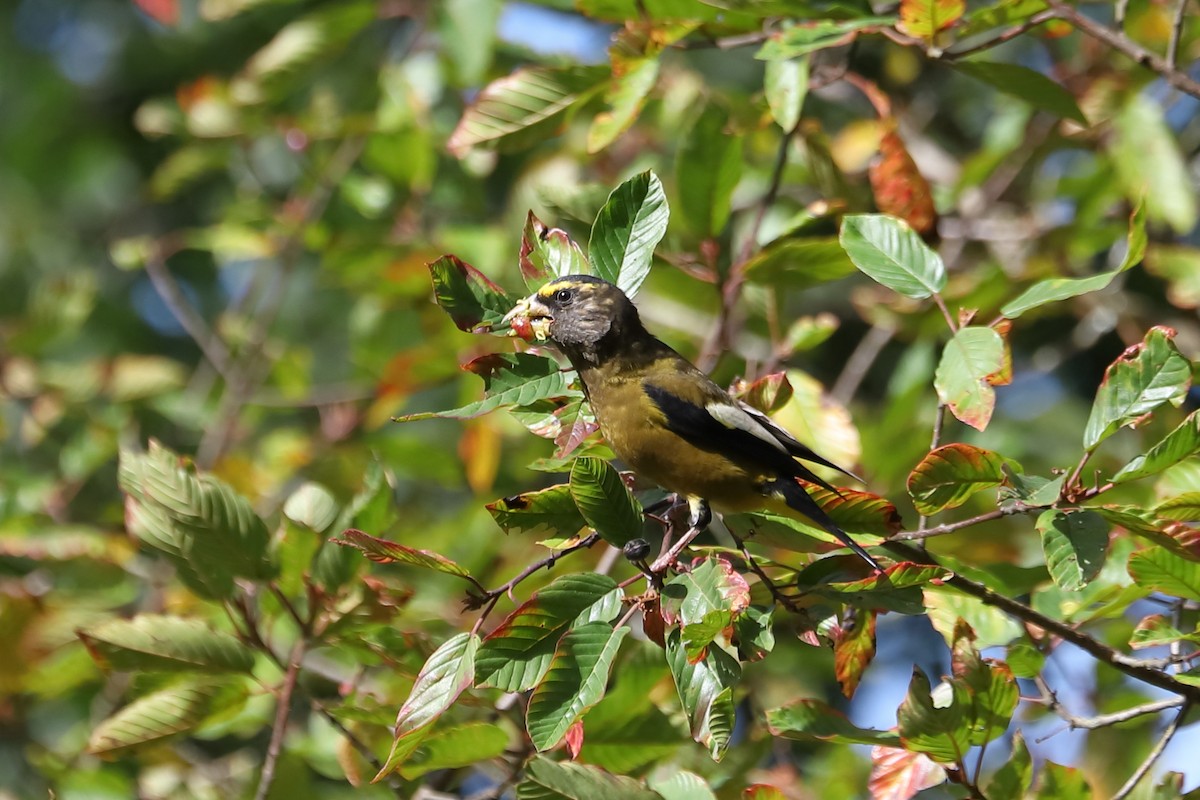 Evening Grosbeak - ML624245145