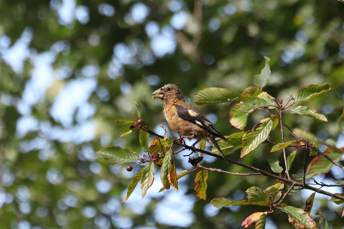 Evening Grosbeak - ML624245146