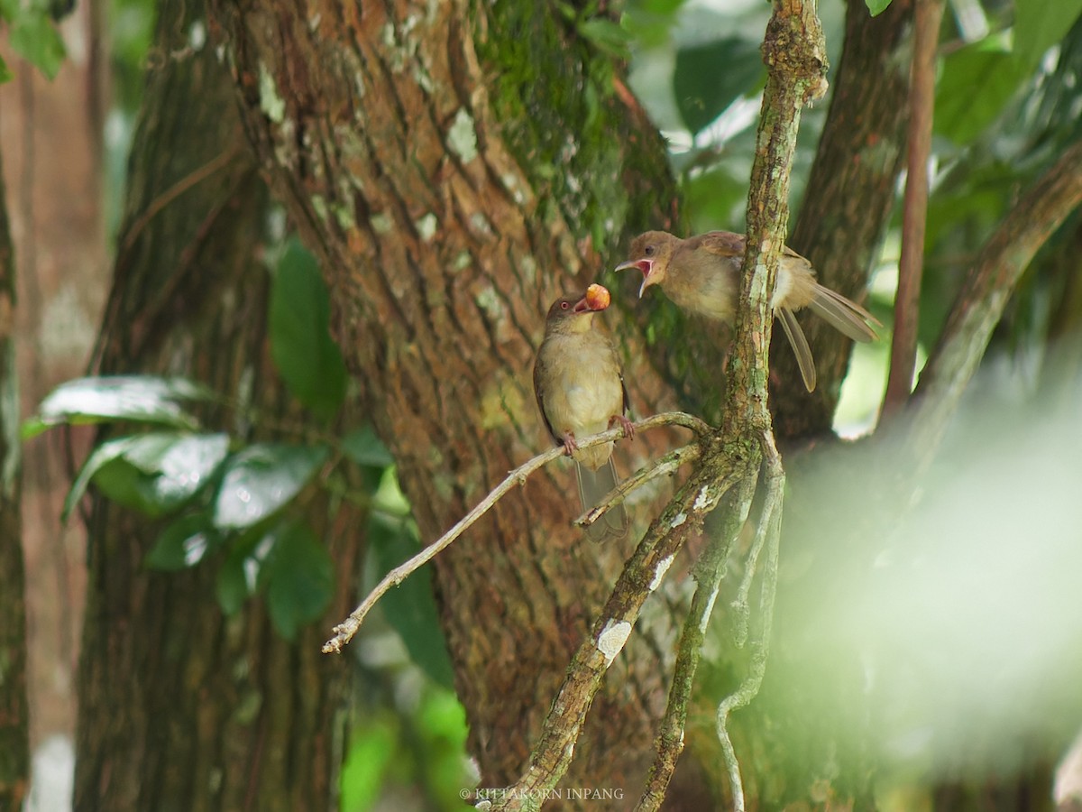 Red-eyed Bulbul - Kittakorn Inpang