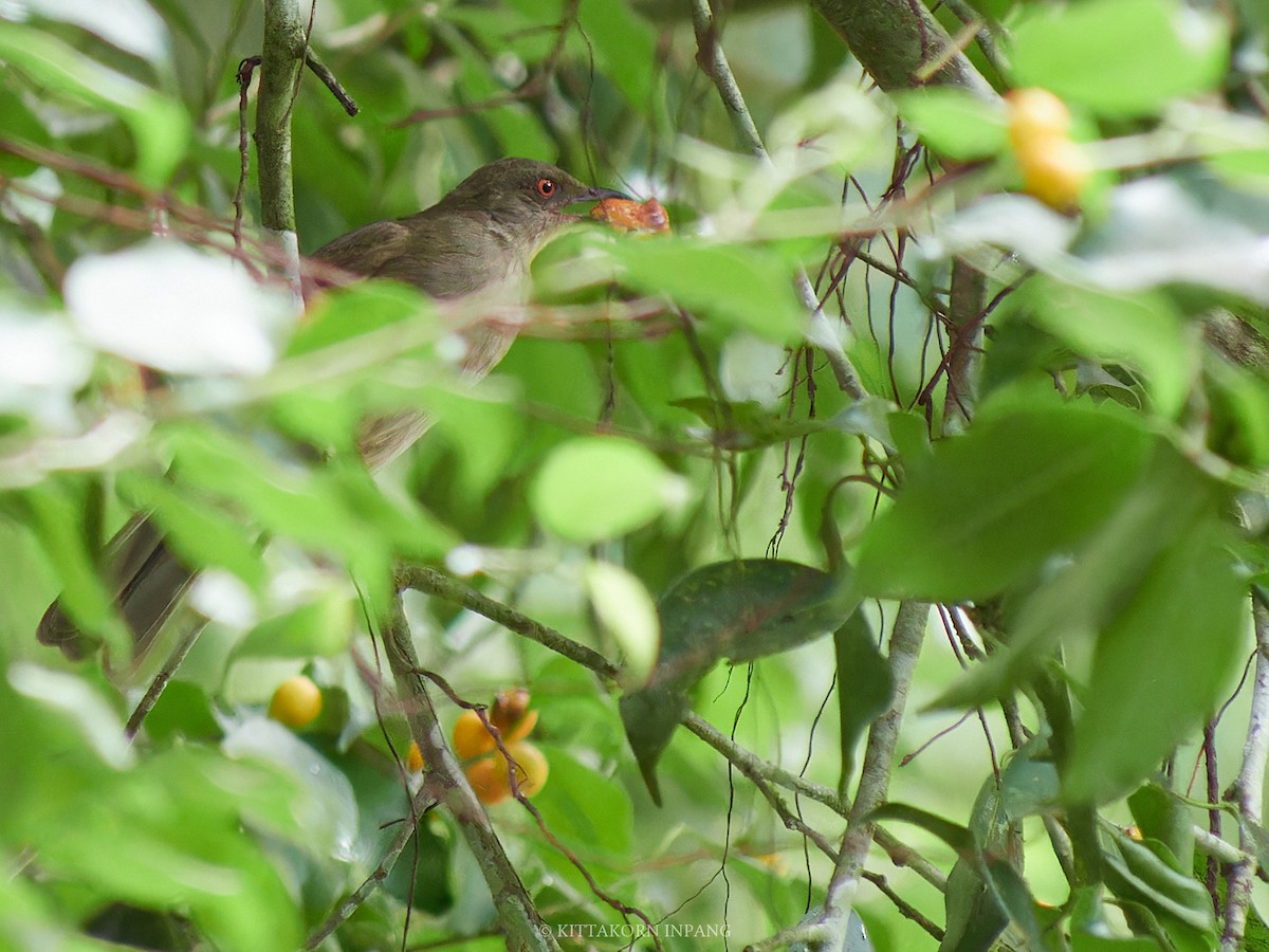 Red-eyed Bulbul - Kittakorn Inpang