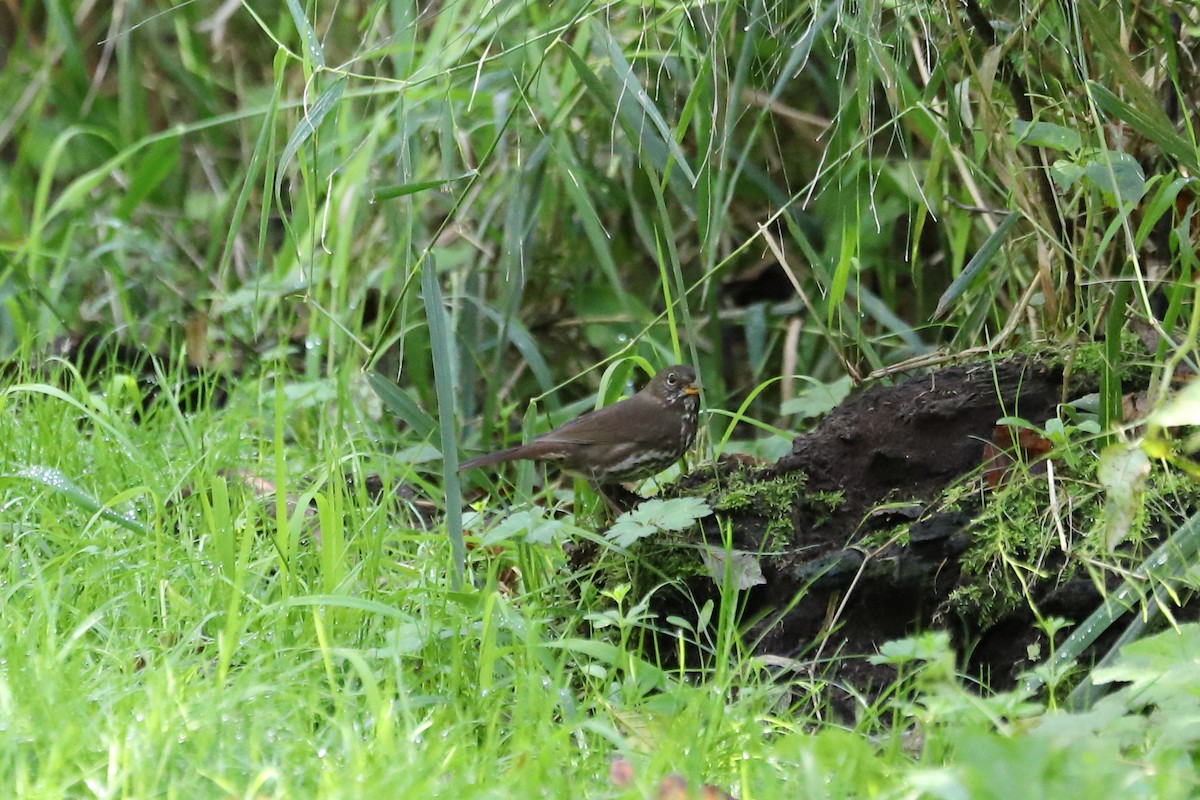 Fox Sparrow (Sooty) - ML624245155