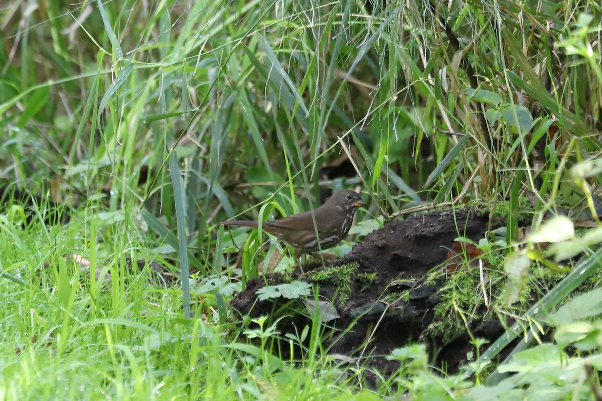 Fox Sparrow (Sooty) - ML624245156