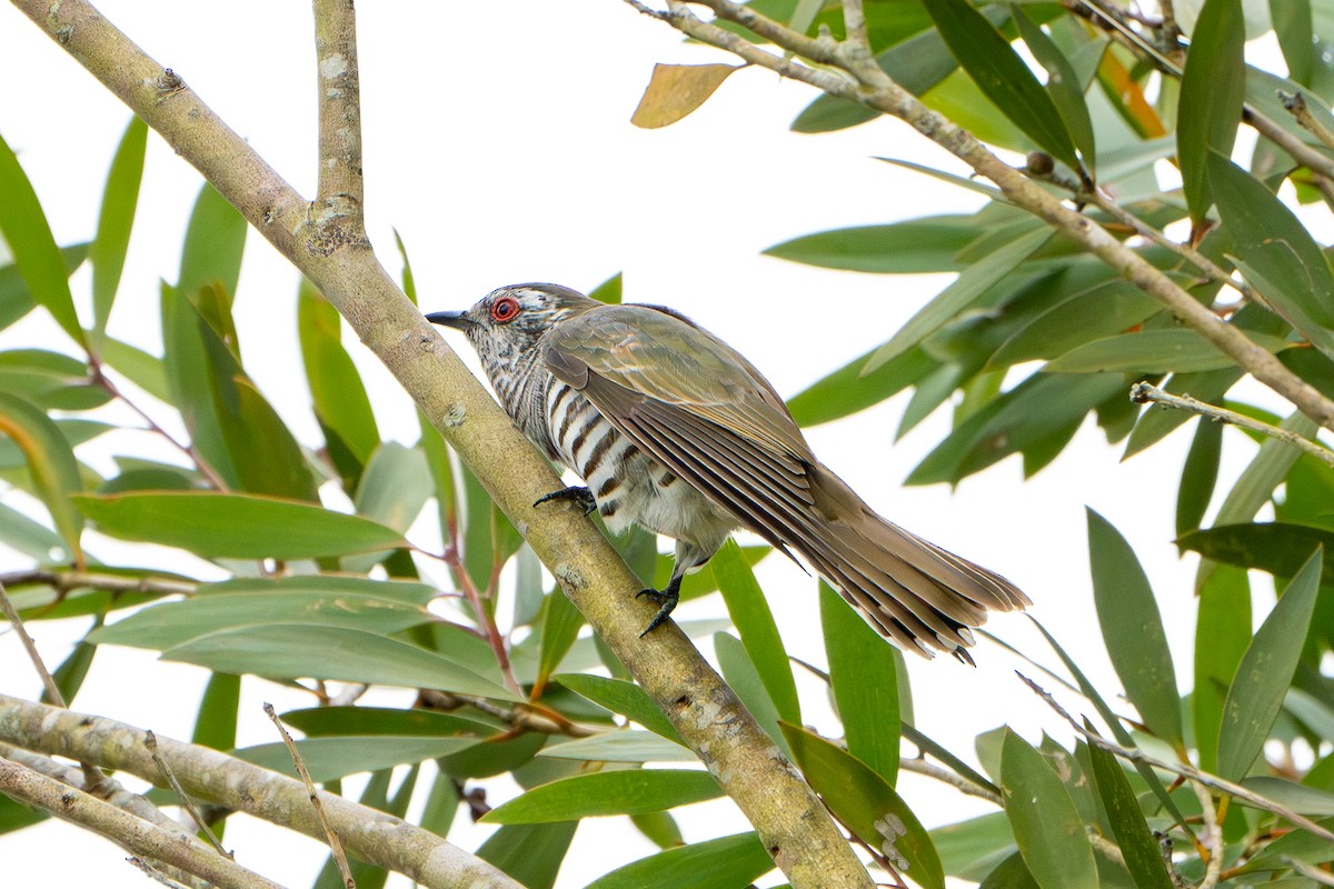 Little Bronze-Cuckoo - ML624245160