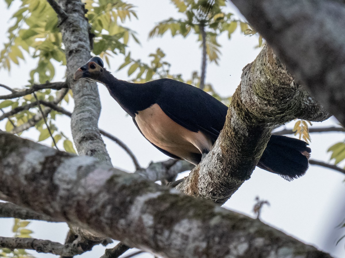 Maleo - ML624245168