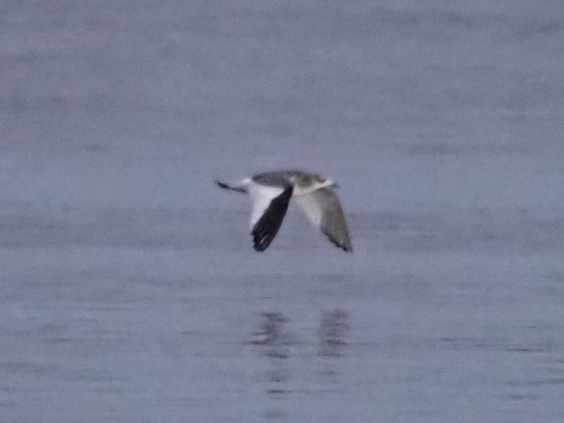 Sabine's Gull - Ethan Matsuyama