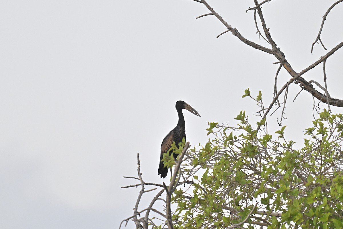 African Openbill - ML624245215