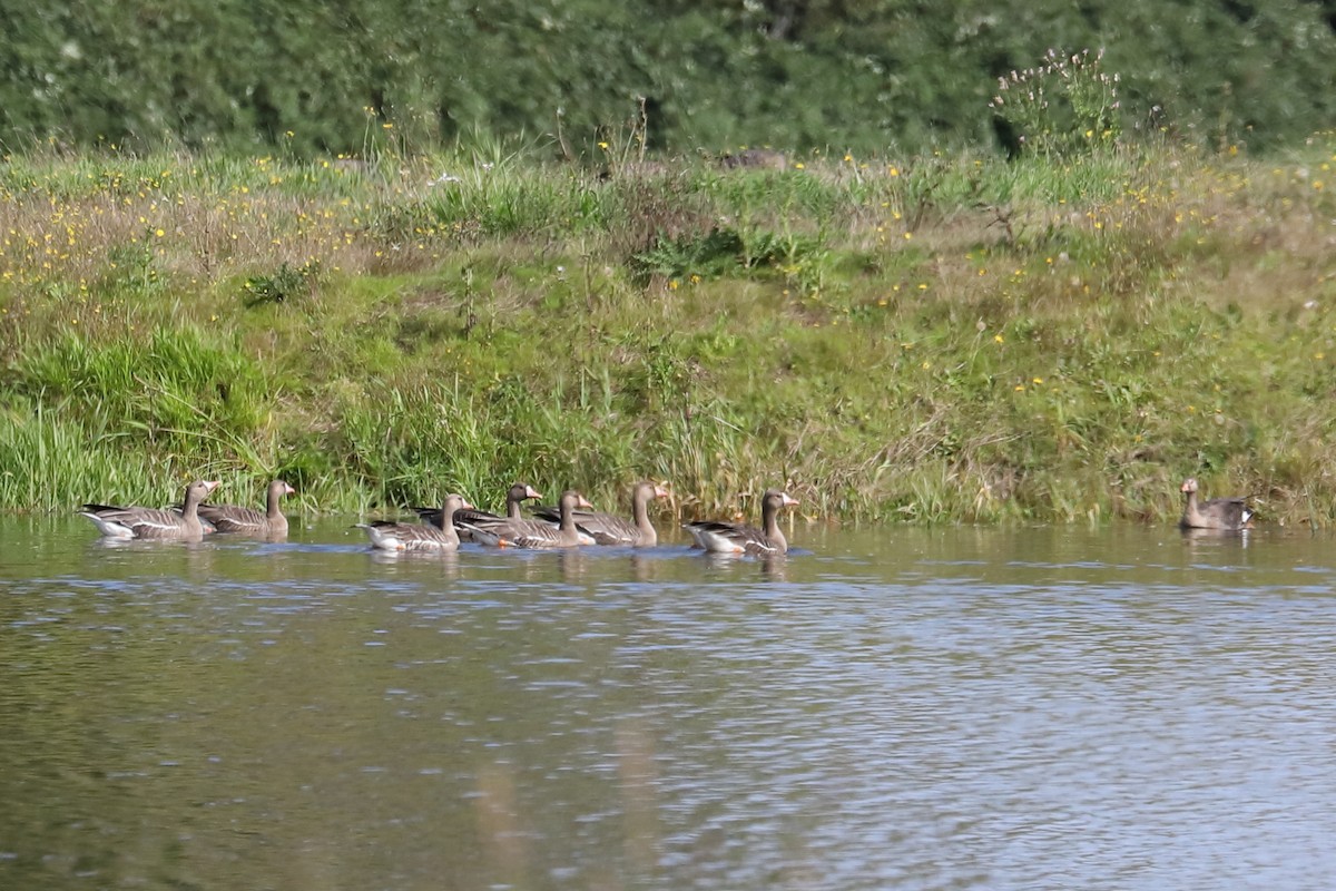 Greater White-fronted Goose - ML624245216