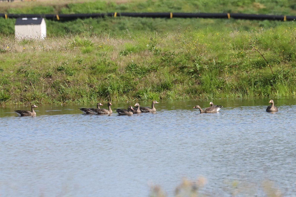 Greater White-fronted Goose - ML624245217