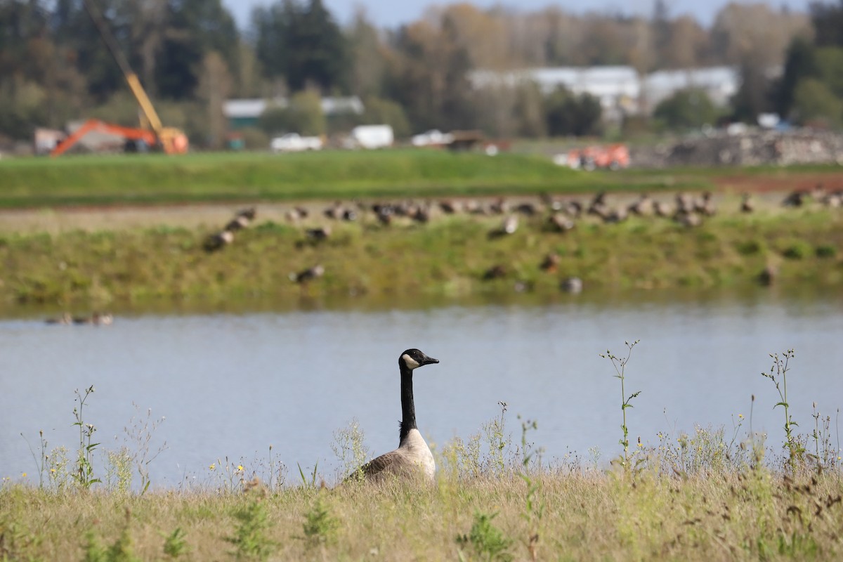 Canada Goose - ML624245222