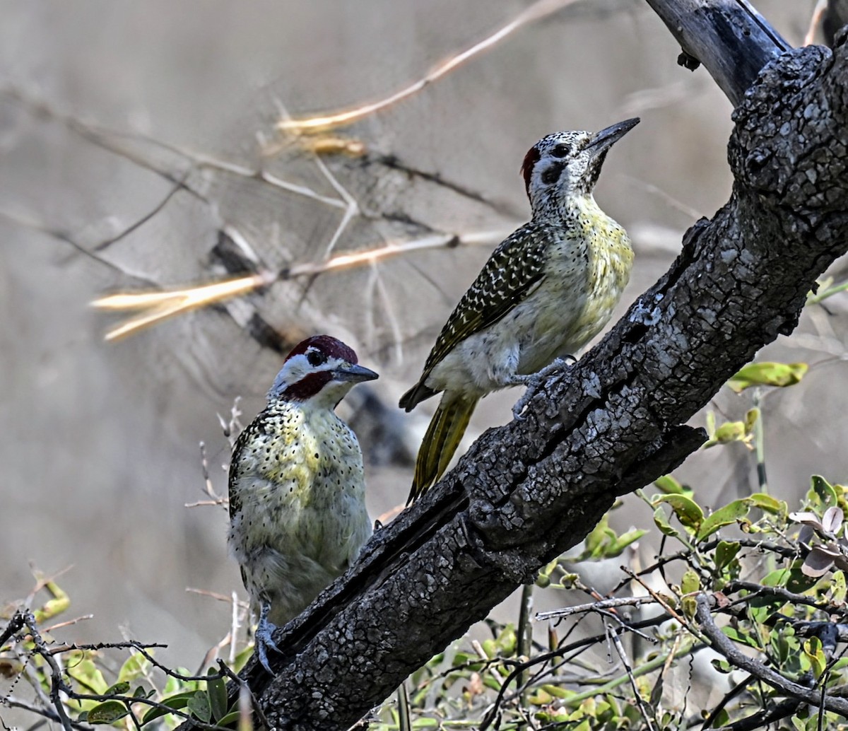 Bennett's Woodpecker - ML624245228