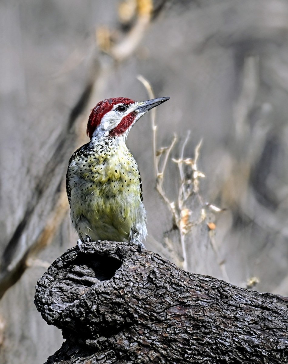 Bennett's Woodpecker - ML624245229