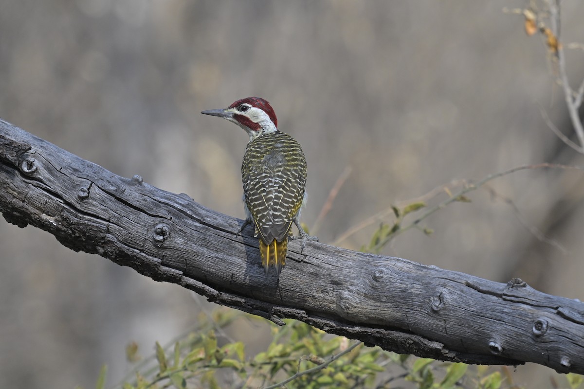 Bennett's Woodpecker - ML624245230