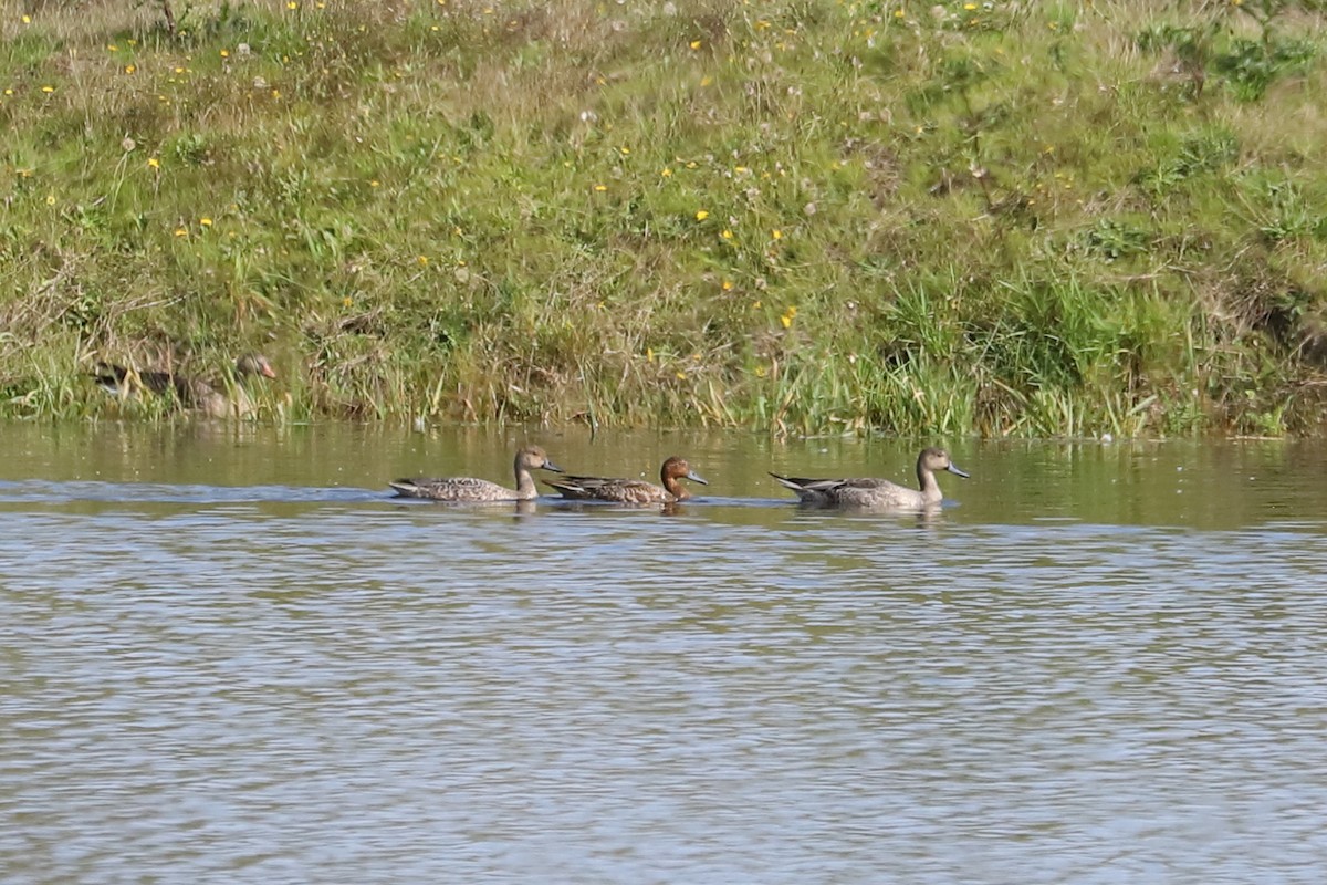 Northern Pintail - Eric Habisch