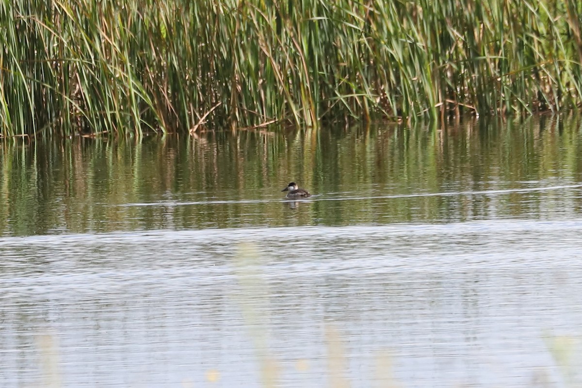 Ruddy Duck - ML624245247