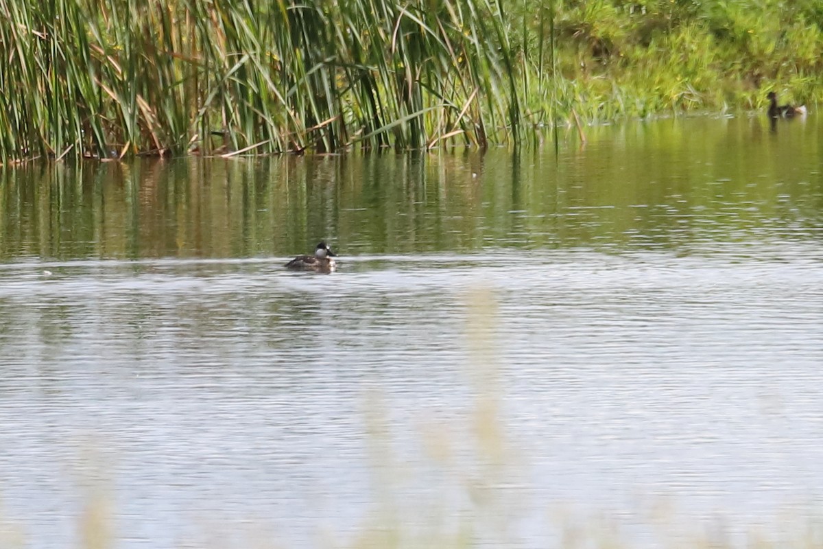 Ruddy Duck - ML624245248