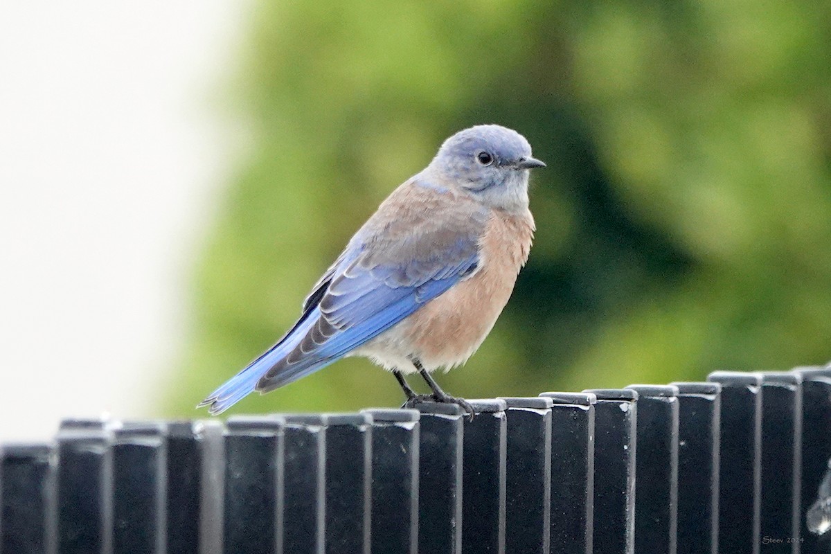 Western Bluebird - ML624245249