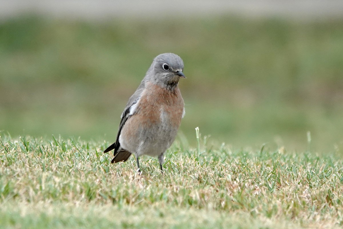 Western Bluebird - ML624245254