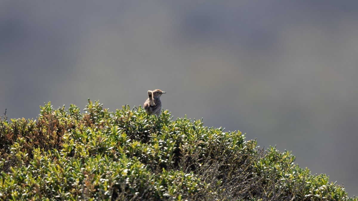 Rufous Fieldwren - ML624245265