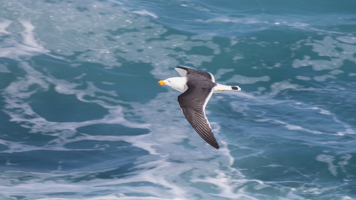 Pacific Gull - ML624245267