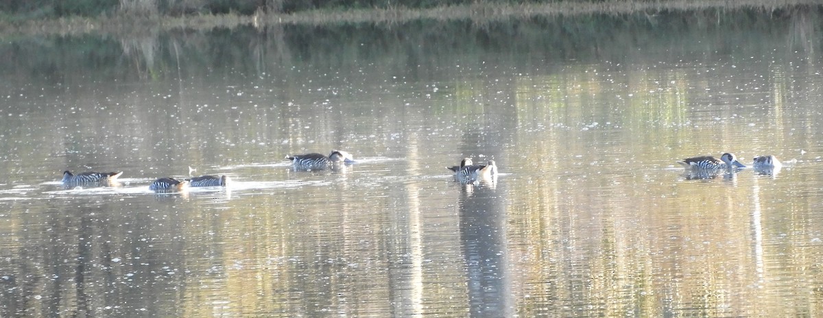 Pink-eared Duck - ML624245268