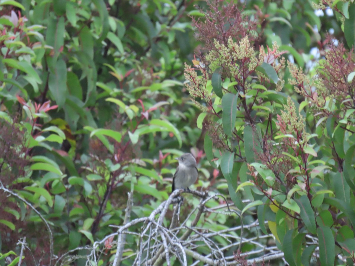 Western Wood-Pewee - ML624245294