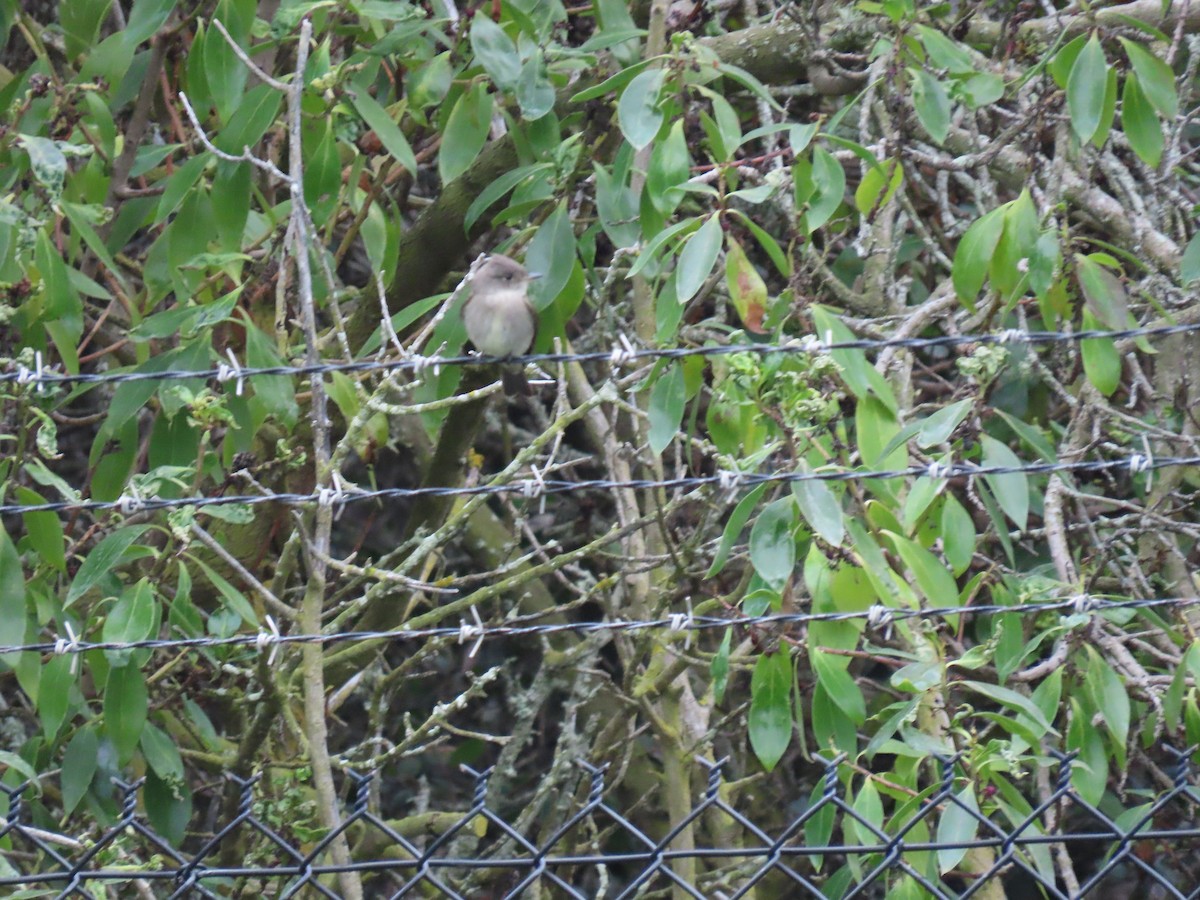 Western Wood-Pewee - ML624245296