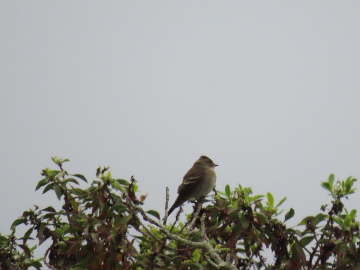 Western Wood-Pewee - Charley Herzfeld